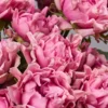 # Medium Pink — фото 6
