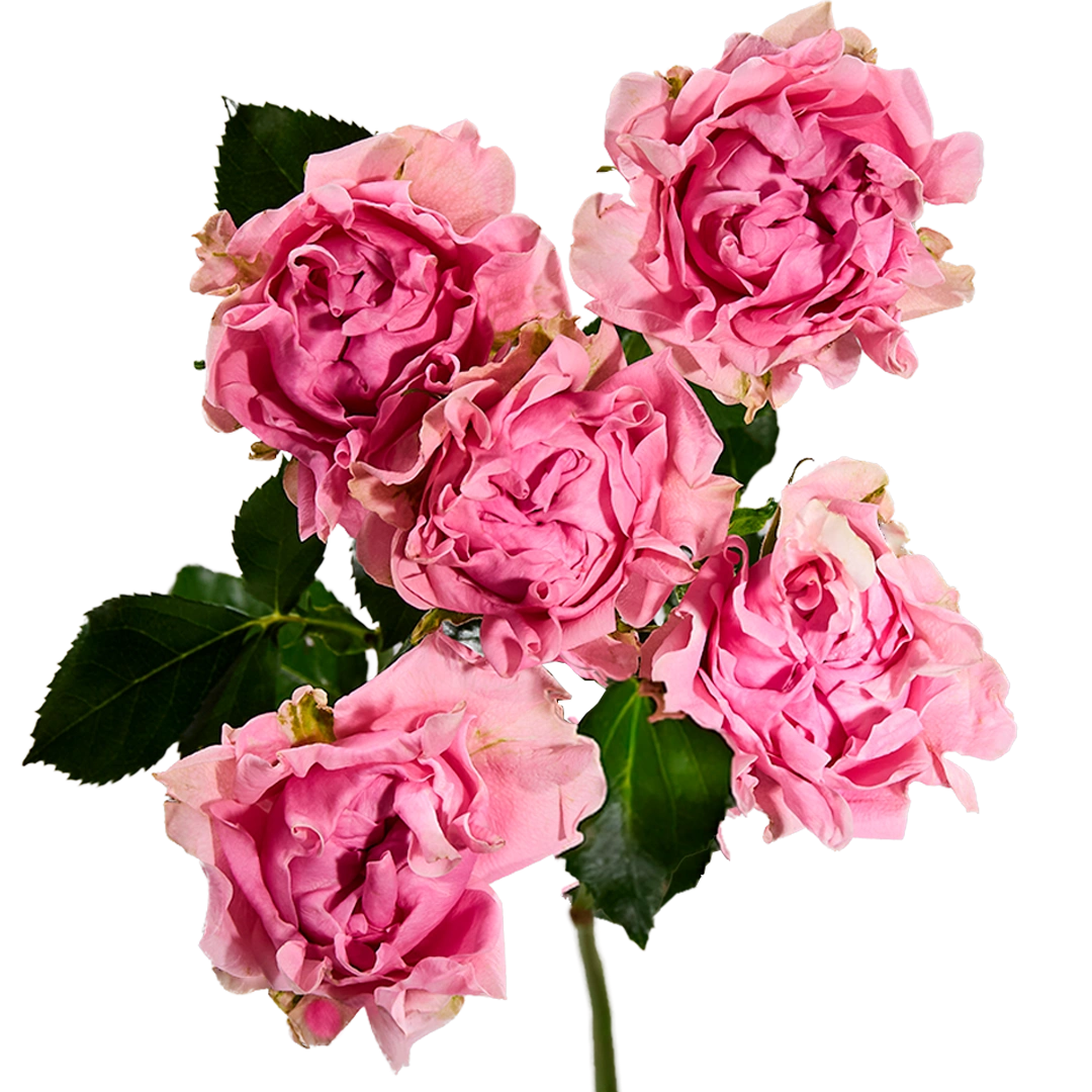 # Medium Pink — фото 7