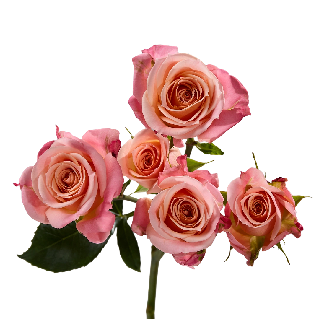 Peachy Pink Jewel — фото 7