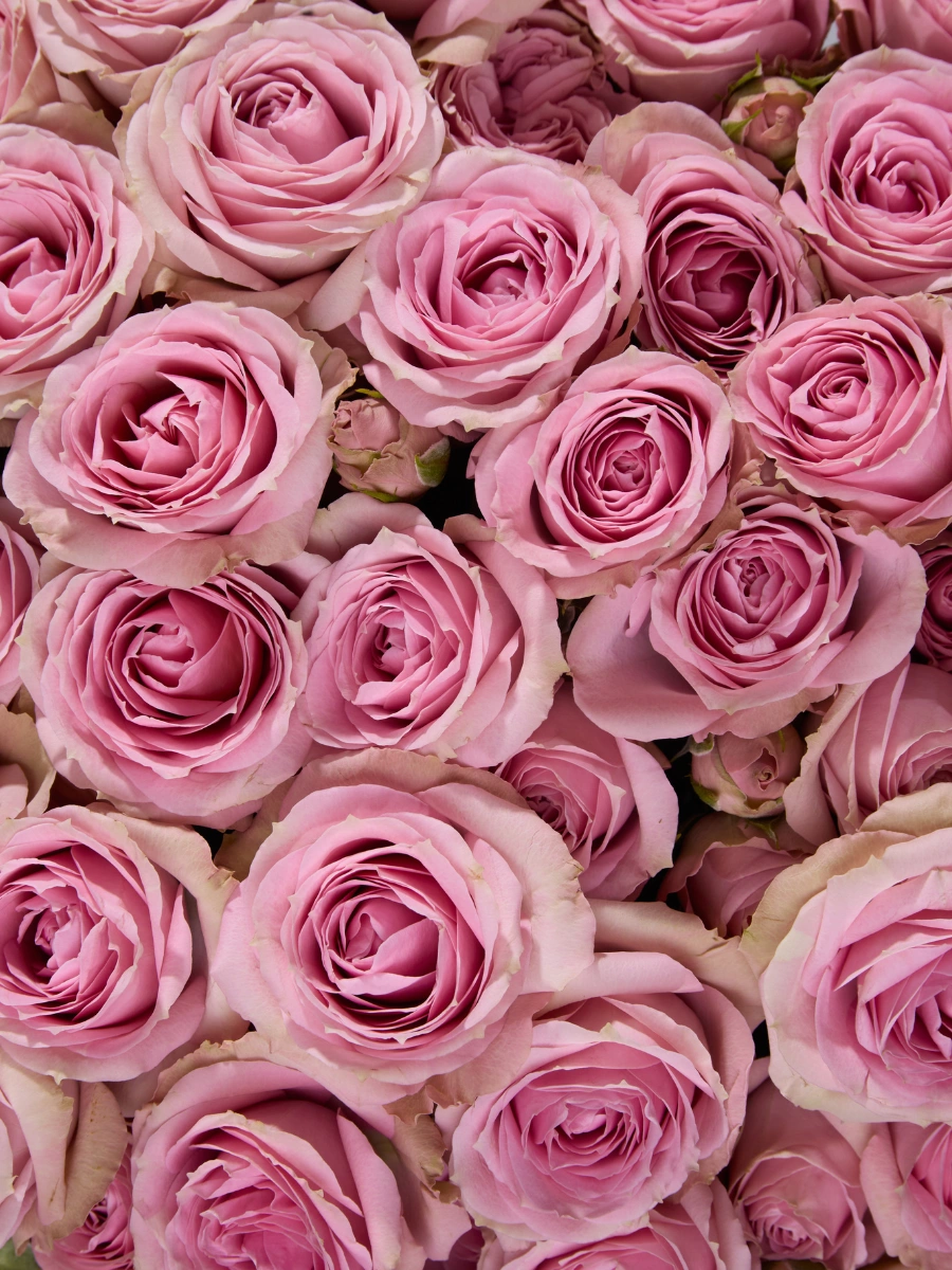 Pink Irishka — фото 3