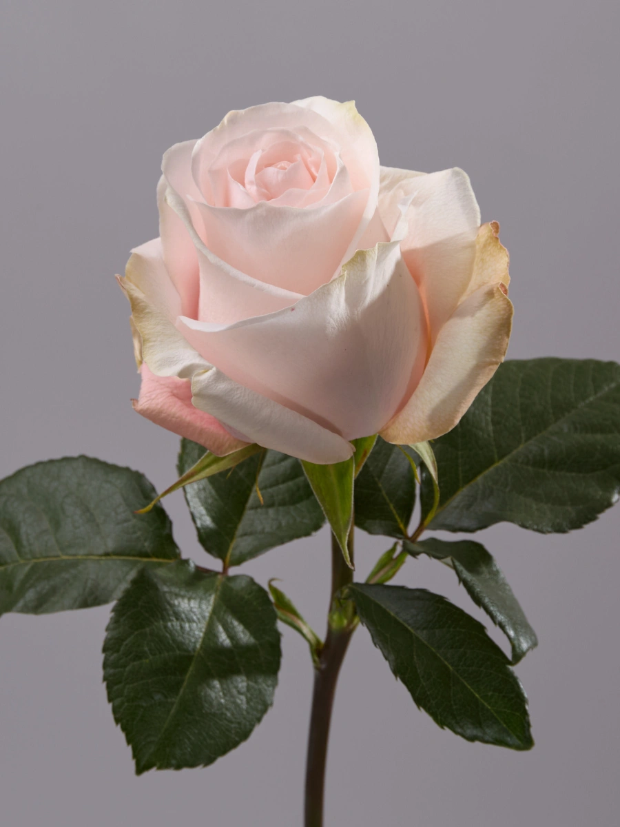 Pomarosa — фото 2