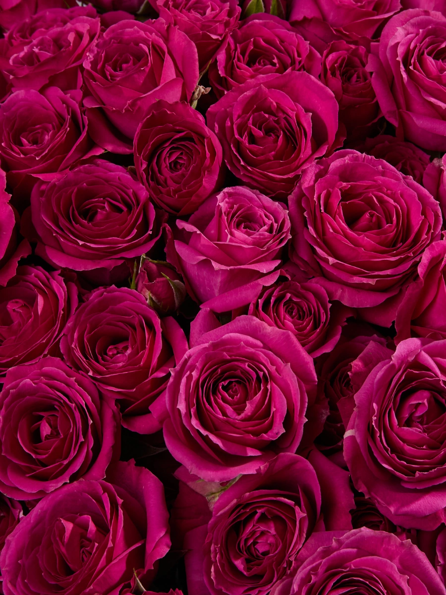 Purple Irishka — фото 3