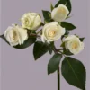 Snowy Jewel — фото 4