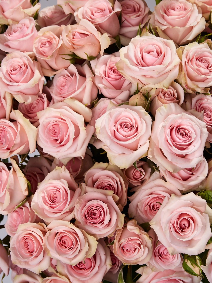 Star Blush — фото 3