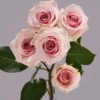 Star Blush — фото 4