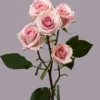 Star Blush — фото 5