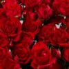 That’s Red Jewel — фото 6