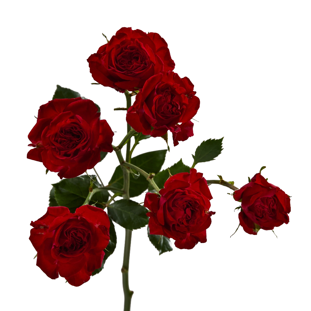 That’s Red Jewel — фото 7