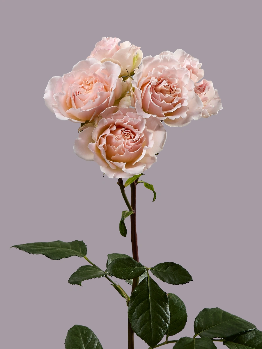Wedding Rosever — фото 2