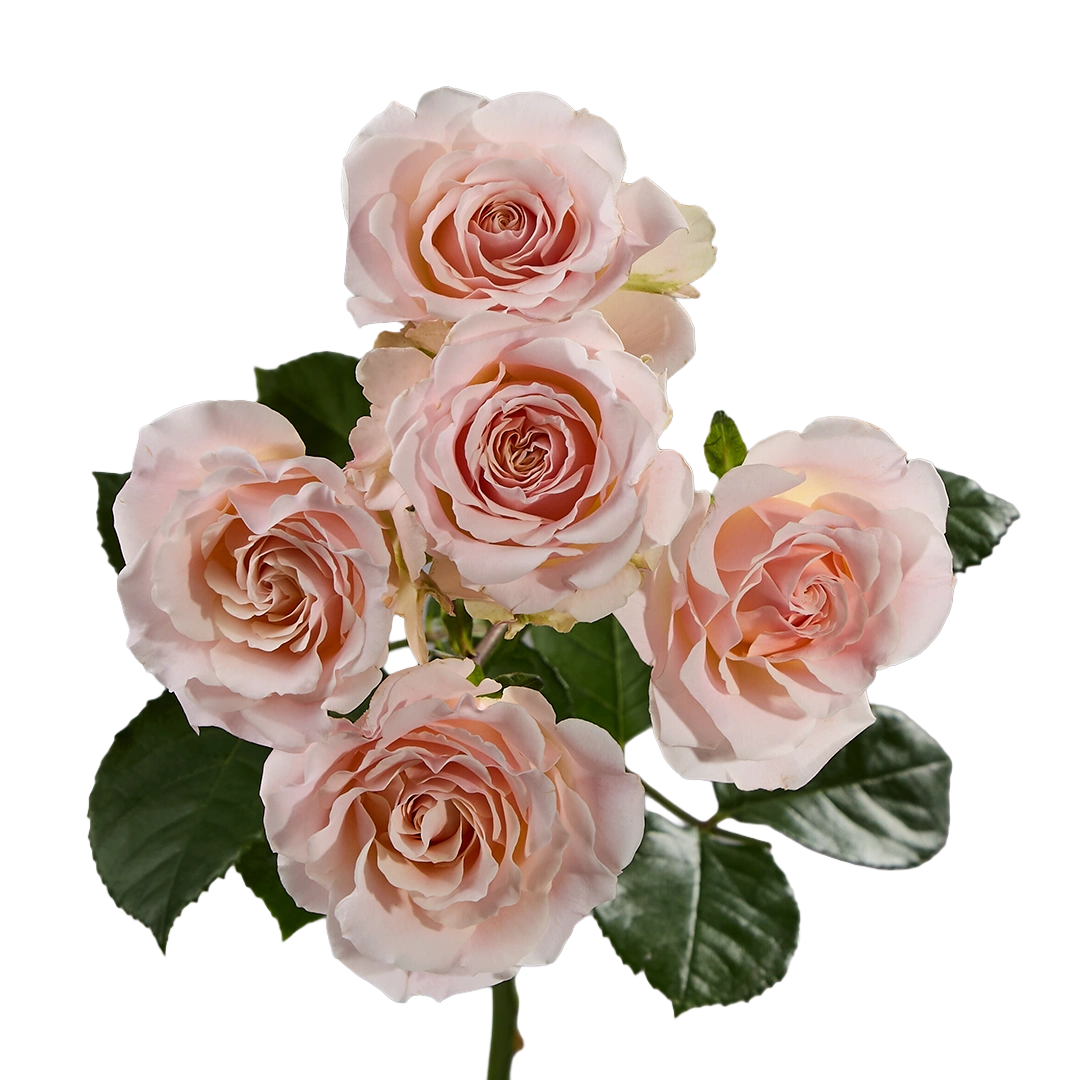 Wedding Rosever — фото 7