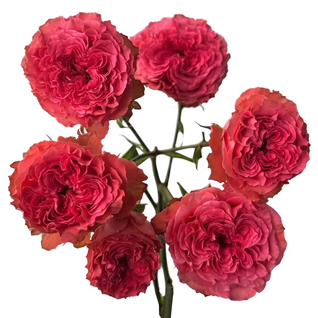 Wink Coral Kiss — фото 7